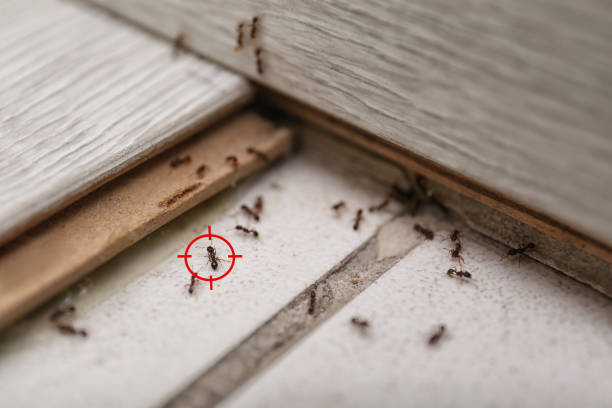 Best Pest Inspection Near Me  in Mounds View, MN
