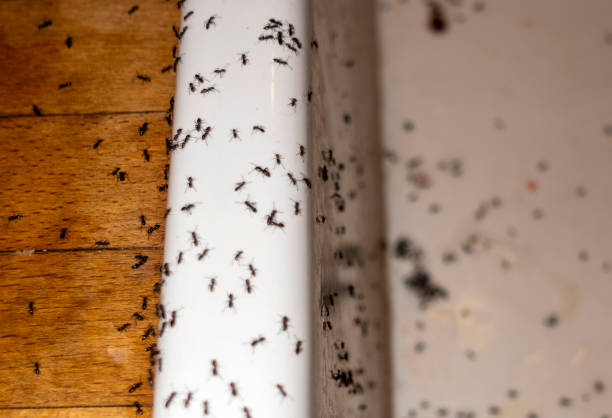 Best Pest Control for Homes  in Mounds View, MN