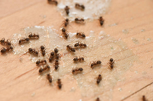 Best Wasp Removal Services  in Mounds View, MN