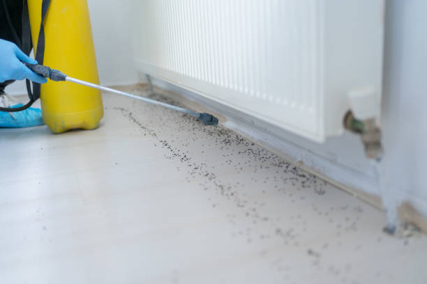 Best Ant Control Services  in Mounds View, MN